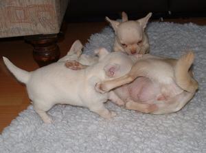 Puppies playing with their mother