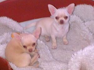 Puppies at 11 weeks