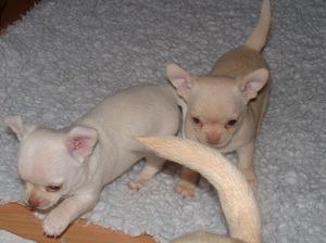 Puppies at 6 weeks (Tail is their Mother's)!