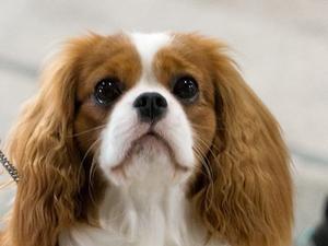Teddy at 16 months