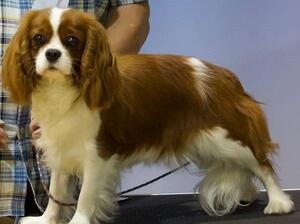Gertie winning best puppy in show