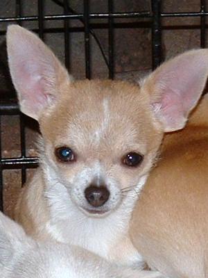 Coco