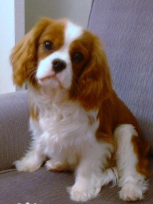 Teddy at 6 months old