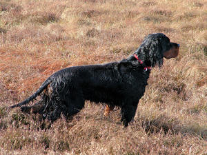 Wisp at work on the moor