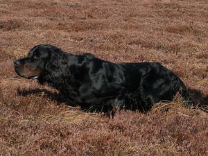 Duke of Warrenfell (ITA IMP)Spring 2010
