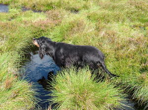 Larch at work