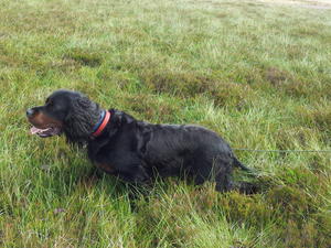 Quail at work 8th August 2012