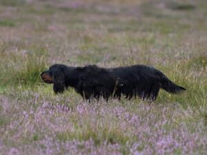 Cuillin on point to red grouse