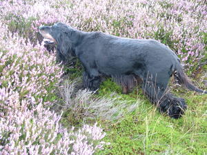 Warrenfell Larch at work Aug 2011