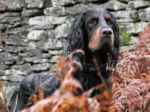 Tummel headshot