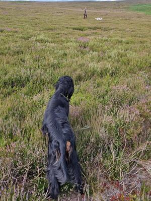 Coquet backing a red and white setter July 2023