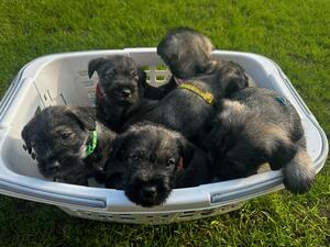 Puppies first time in the Garden