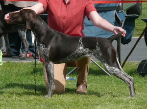 Inca from  repeat mating 2 years ago