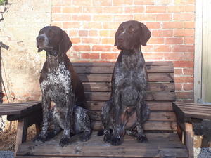 Eider and Skeet