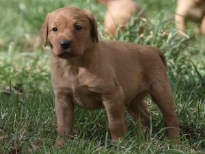 Dog Puppy