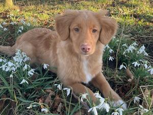 As a puppy
