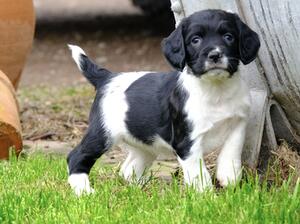 Last bitch puppy
