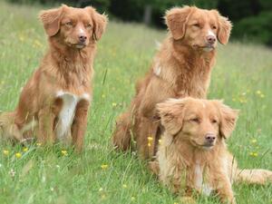 Our Toller ladies