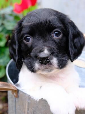 Last puppy