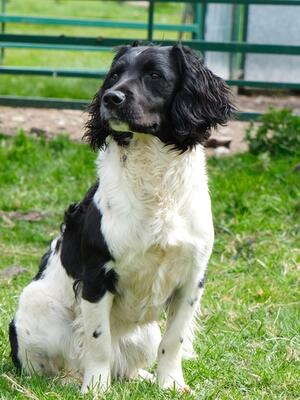 Twist as a puppy