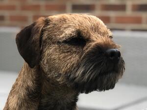 Douglas showing his superb 'otter head'.