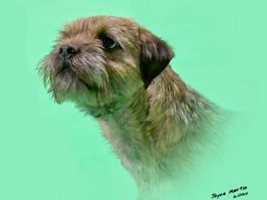 Showing Malcolm’s desirable ‘Otter’ head