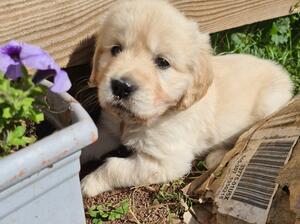 One female still available (5weeks)
