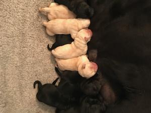 Puppies at 1 day old