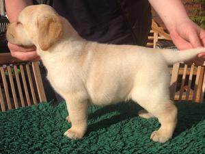 Lovely puppy stood