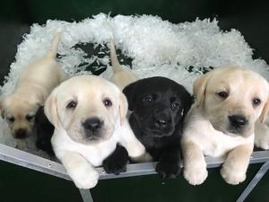 Pups at 5 weeks