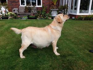 Molly looking as healthy as can be pregnant