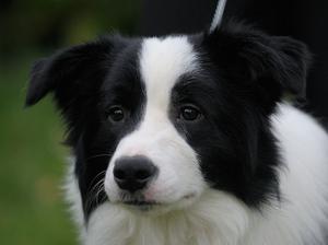 Sire - EDDIE