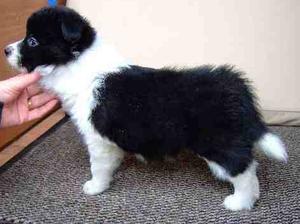 Maya as a 5 week old puppy!