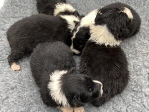 Puppies at 2 weeks