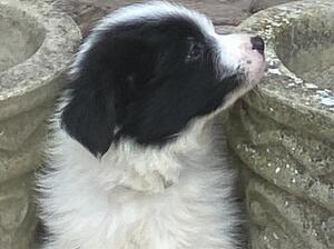 Available bitch puppy