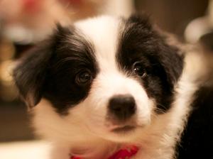 Bitch Puppy From Previous Litter