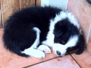 Dog Puppy From Previous Litter