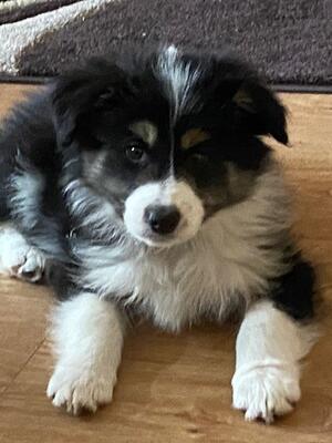 Arran at 9 weeks