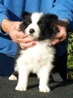 Lily at 6 weeks old