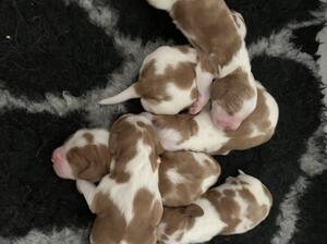 Puppies reared with in the family home ,