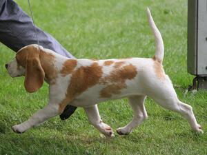 Breed Record Holder Ch Bayard Forgetmeknot JW