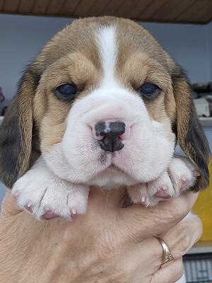 Tricolour Dog