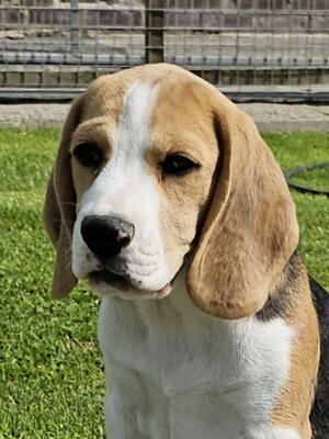 17wk old Tricoloured Dog