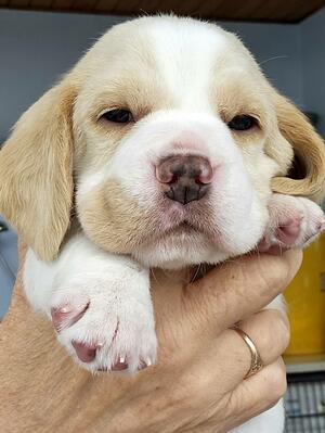 Tan and White Dog