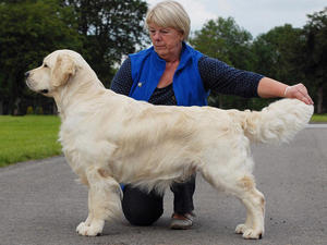 The handsome Leo. (Health tests done in France)