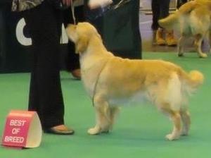 Gossy, Best Of Breed Crufts 2017