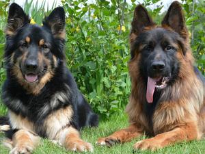 Mum Taya and Dad Falco