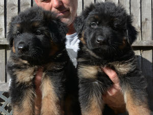 Male Puppy Available Right