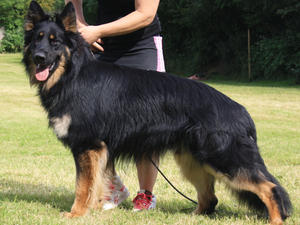 Jax