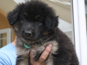 Female Puppy at 7 weeks old